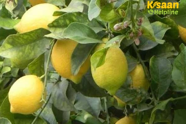 नींबू की पत्तियों के पीलेपन की समस्या को कैसे करें प्रबंधित